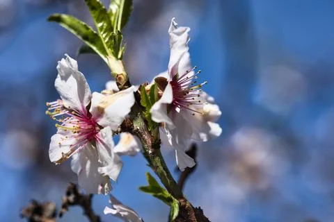 Close-up of delicate white cherry blossoms blooming on tree Stockfoto's
