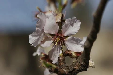 Close-up of delicate white cherry blossoms blooming on tree Photos