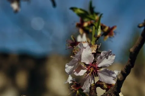 Close-up of delicate white cherry blossoms blooming on tree Photos