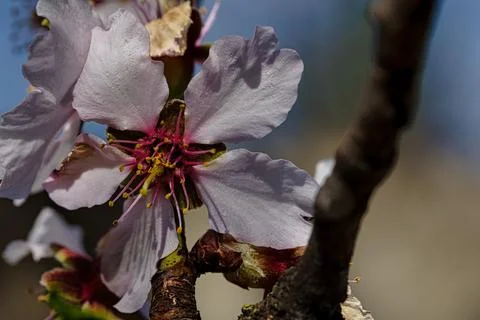Close-up of delicate white cherry blossoms blooming on tree Fotos Stock