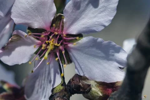 Close-up of delicate white cherry blossoms blooming on tree Stockfoto's