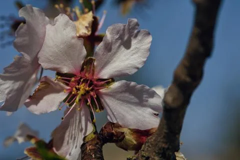 Close-up of delicate white cherry blossoms blooming on tree Fotos Stock