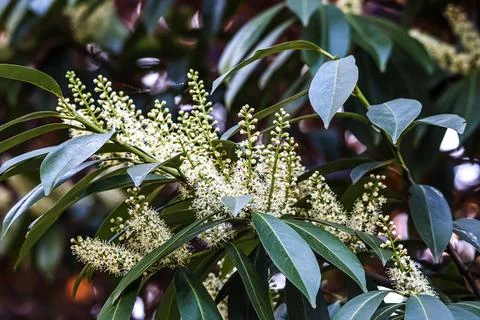 Close-up of delicate white cherry laurel blossoms on a dark green leafy branc Stock Photos