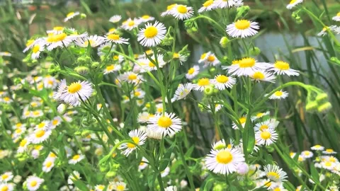 Close up of delicate white daisies and wildflowers swaying in a summer meadow Stock Footage 342218160