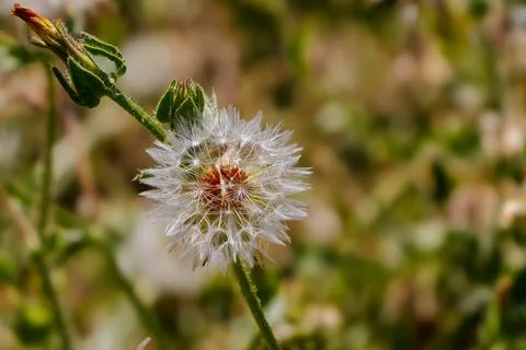 Close-up of a delicate white dandelion seed head with soft focus green back.. Foto stock