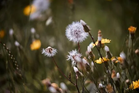 Close-up of delicate white dandelion seed heads and yellow wildflowers in a.. Stock Photos