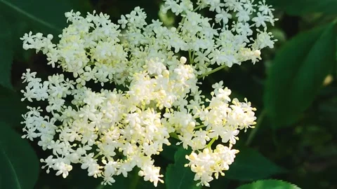 Close-up of delicate white elderflower blossoms. Stock Footage 314032557