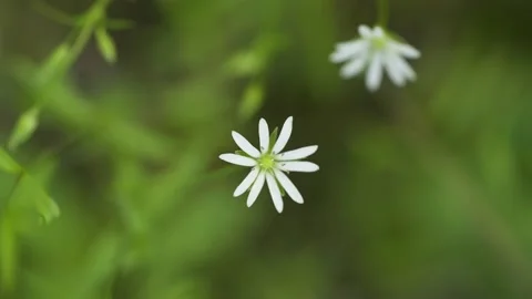 Close-up of a delicate white Field Chickweed wildflower moving gently in wind Stock Footage 135350696