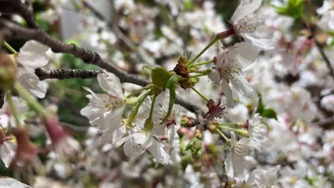 Close Up of Delicate White Five-Petaled Spring Flowers (Peach) Vídeos de archivo 332451056