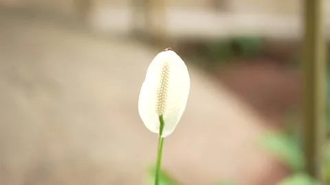 Close-up of a delicate white flower bud Video stock 242813295
