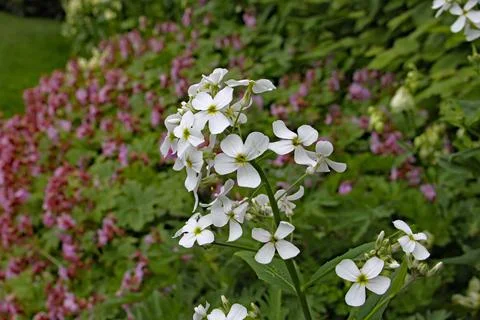 Close up of a delicate white flower. Stock-Fotos