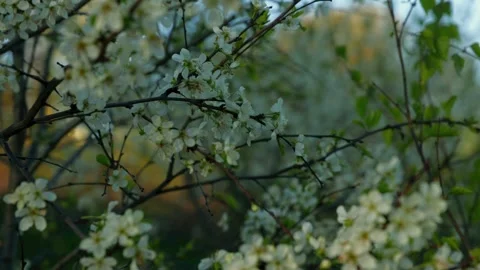 Close-up of delicate white flowers on branches, surrounded by green foliage. The Stock Footage 318540076