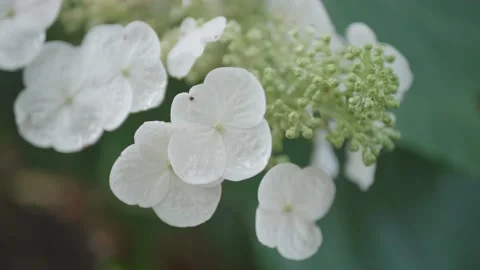 Close up of delicate white flowers &amp; dew drops Central Park in San Mateo CA #2 Stock Footage 136053521