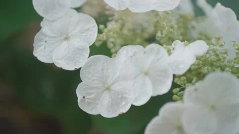 Close up of delicate white flowers &amp; dew drops Central Park in San Mateo CA #1 Stock Footage 136053620