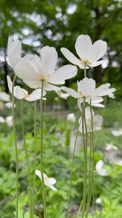 Close up of delicate white flowers Видео 335399720