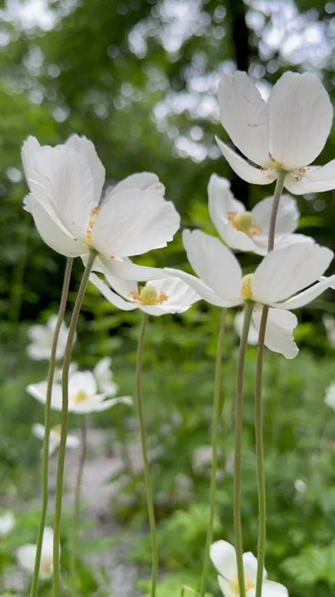 Close up of delicate white flowers Видео 335399722