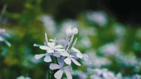 Close-up of delicate white flowers with green leaves in a natural outdoor s.. Stock Footage 316968672
