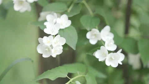 Close-Up of Delicate White Flowers with Soft Green Background | HLG Stock Footage 311898363