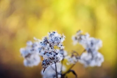 Close-up of delicate white fluffy seed heads on dry autumn plant stems Stock Photos