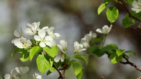 Close Up Of Delicate White Fruit Tree Blossoms And Young Green Leaves Gently Swa Stock Footage 315521131