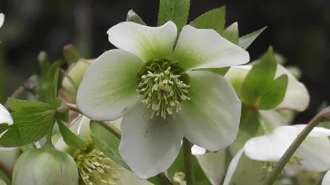 Close-up of a delicate white hellebore flower with green accents, surrounde.. Stock Footage 302300254