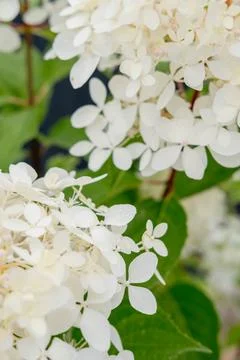 Close-up of Delicate White Hydrangea Blooms 스톡 사진