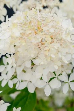 Close-up of Delicate White Hydrangea Blooms Foto stock