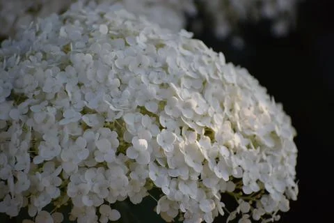 Close-up of a delicate white hydrangea flower cluster bathed in soft sunlight Foto stock