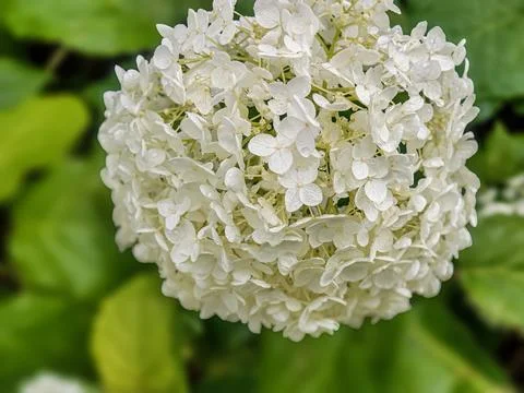 Close-up of a delicate white hydrangea flower with water droplets after rain Stock Photos