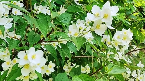 "Close-up of delicate white jasmine flowers blooming vibrantly on a lush green Stock Footage 338409327