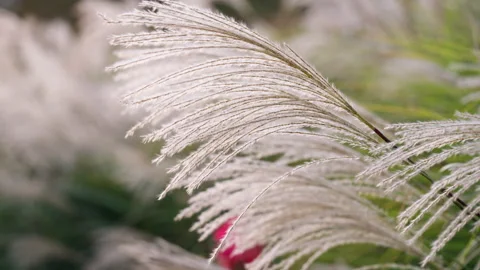 Close-up delicate white pampas grass swaying in wind summer Stock Footage 292521902