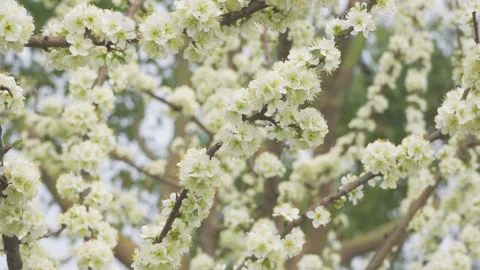 Close up of delicate white pear blossoms blooming on tree branches in spring Stock Footage 342002463