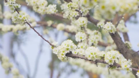 Close-Up delicate white pear blossoms swaying on tree branches in spring Stock Footage 342253233