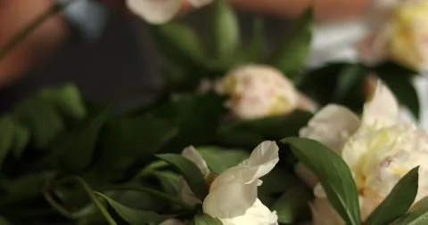 Close-up of delicate white peonies with lush green leaves in soft light Stock Footage 339074713