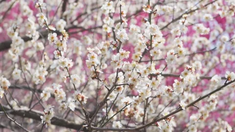 Close up of delicate white plum blossoms swaying gently on branches in spring Stock Footage 342000415