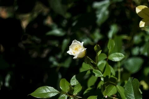 Close-up of a delicate white rose bud blooming in a green garden Stock Photos