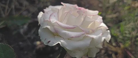 Close-up of a Delicate White Rose with Pink Edging, Outdoors Stock Footage 301083174