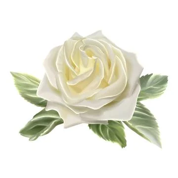 Close-up of a delicate white rose with soft petals surrounded by green leav.. Stock Illustration