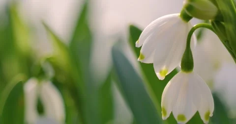 Close-up of delicate white snowflake flowers Stock Footage 306164894