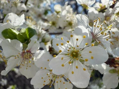 Close-up of delicate white spring blossoms with bright yellow stamens Stock Photos