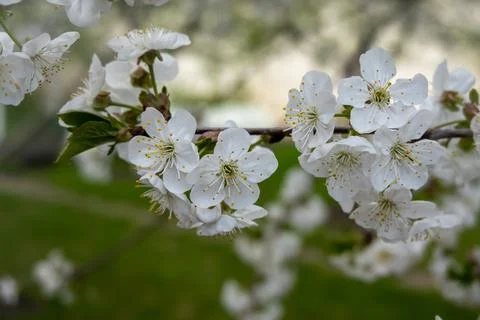 Close-up of delicate white spring blossoms on a tree branch against a soft green Stock Photos
