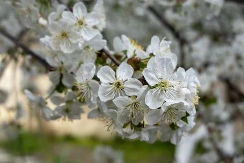 Close-up of delicate white spring blossoms blooming on tree branches. Soft natur Stock Photos