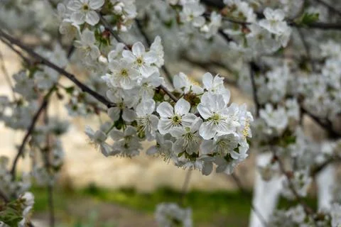 Close-up of delicate white spring blossoms blooming on tree branches. Soft natur Stock Photos