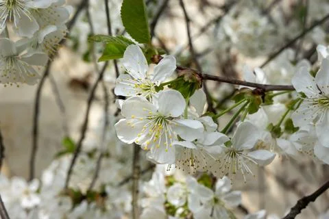 Close-up of delicate white spring blossoms blooming on tree branches. Soft natur Stock Photos