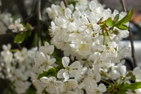 Close-up of delicate white spring blossoms blooming on tree branches. Soft natur Stock Photos