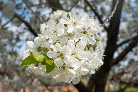 Close-up of delicate white spring blossoms blooming on tree branches. Soft natur Stock Photos