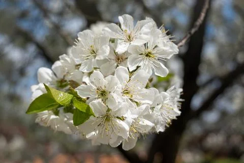 Close-up of delicate white spring blossoms blooming on tree branches. Soft natur Stock Photos
