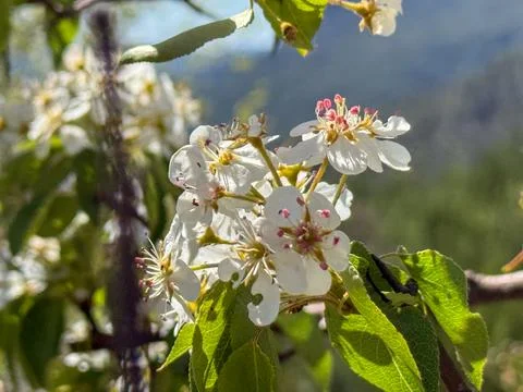 Close up of delicate white spring flowers blooming on a tree branch, nature c Stock Photos