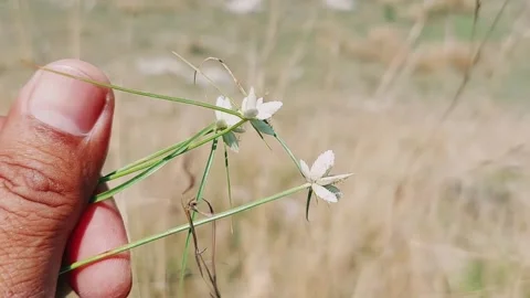Close Up Of Delicate White Wildflowers Held In Human Fingers Stock Footage 333611782