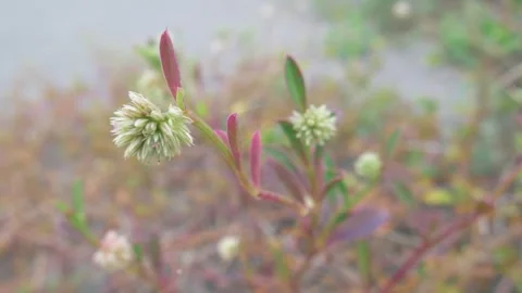 Close Up Of Delicate Wild Plant With Light Colored Flower Clusters And Redd.. Stock Footage 301430425